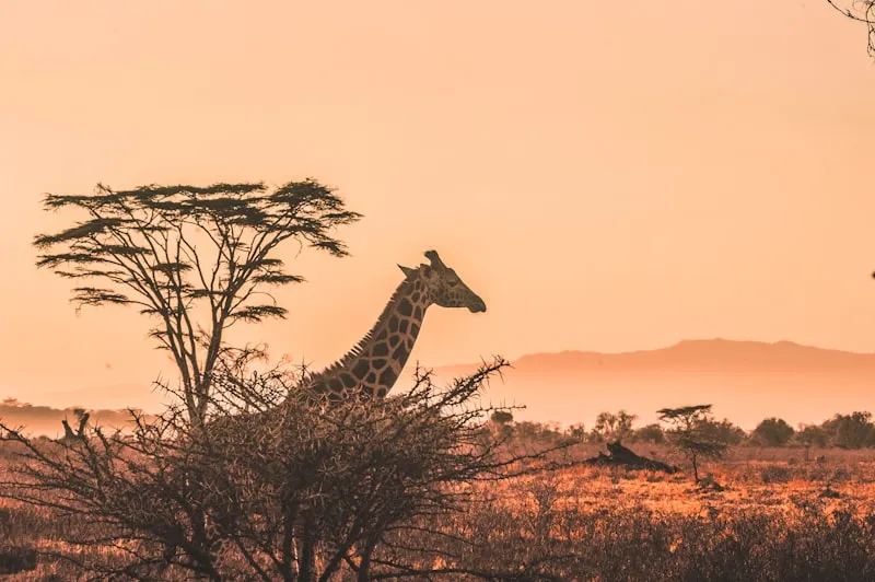 South Africa nature